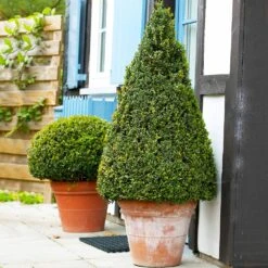 Wintergreen Boxwood Shrub -Green Plant Store Boxwood Wintergreen 4