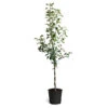Braeburn & Gala Twisted Apple Tree 1 Braeburn & Gala Twisted Apple Tree -Green Plant Store Braeburn Gala Twisted Apple Tree 600x600 68b45608 86c4 45df a88d 1630d60d164f