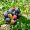Bushel And Berry® Blueberry Glaze™ Blueberry Bush -Green Plant Store BrazelBerries Blueberry Glaze Blueberry 350w