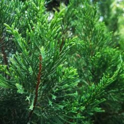 Brodie Eastern Red Cedar Tree 7 Brodie Eastern Red Cedar Tree -Green Plant Store Broadie Eastern Red Cedar 1 FGT