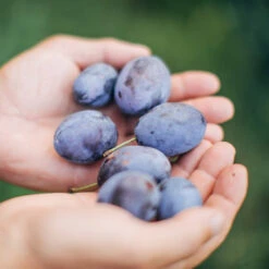 Brooks Plum Tree -Green Plant Store Brooks Plum 3