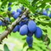 Brooks Plum Tree -Green Plant Store Brooks Plum 600x600 dbabda0f fd58 4a5e 853b c051820ba0d6