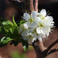 Bubblegum 'Toka' Plum Tree -Green Plant Store Bubblegum Toka Plum 4