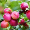Bubblegum 'Toka' Plum Tree -Green Plant Store Bubblegum Toka Plum 600x600 3fd2eab2 a788 4765 814b 781f19339254