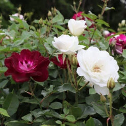 Burgundy Iceberg And Iceberg Two-fer® Rose Tree 9 Burgundy Iceberg And Iceberg Two-fer® Rose Tree -Green Plant Store Burgandy Iceburg ROse Tree 1