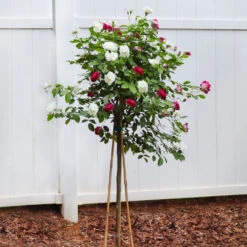 Burgundy Iceberg And Iceberg Two-fer® Rose Tree 8 Burgundy Iceberg And Iceberg Two-fer® Rose Tree -Green Plant Store Burgandy Iceburg ROse Tree 4