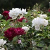 Burgundy Iceberg And Iceberg Two-fer® Rose Tree -Green Plant Store Burgandy Iceburg ROse Tree 600x600 7408cf92 533a 4304 9224 4b16542c1c73