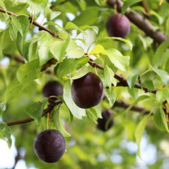 Burgundy Plum Tree -Green Plant Store Burgundy Plum 1