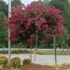 Cherokee Crape Myrtle -Green Plant Store CHEROKEE CRAPE MYRTLE 350 THUMBNAIL FGT