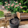 Cherish Rose Tree -Green Plant Store CHerish Rose Tree 600x600 b551c3a5 d832 4cbe 9cbe 9626314e8eca
