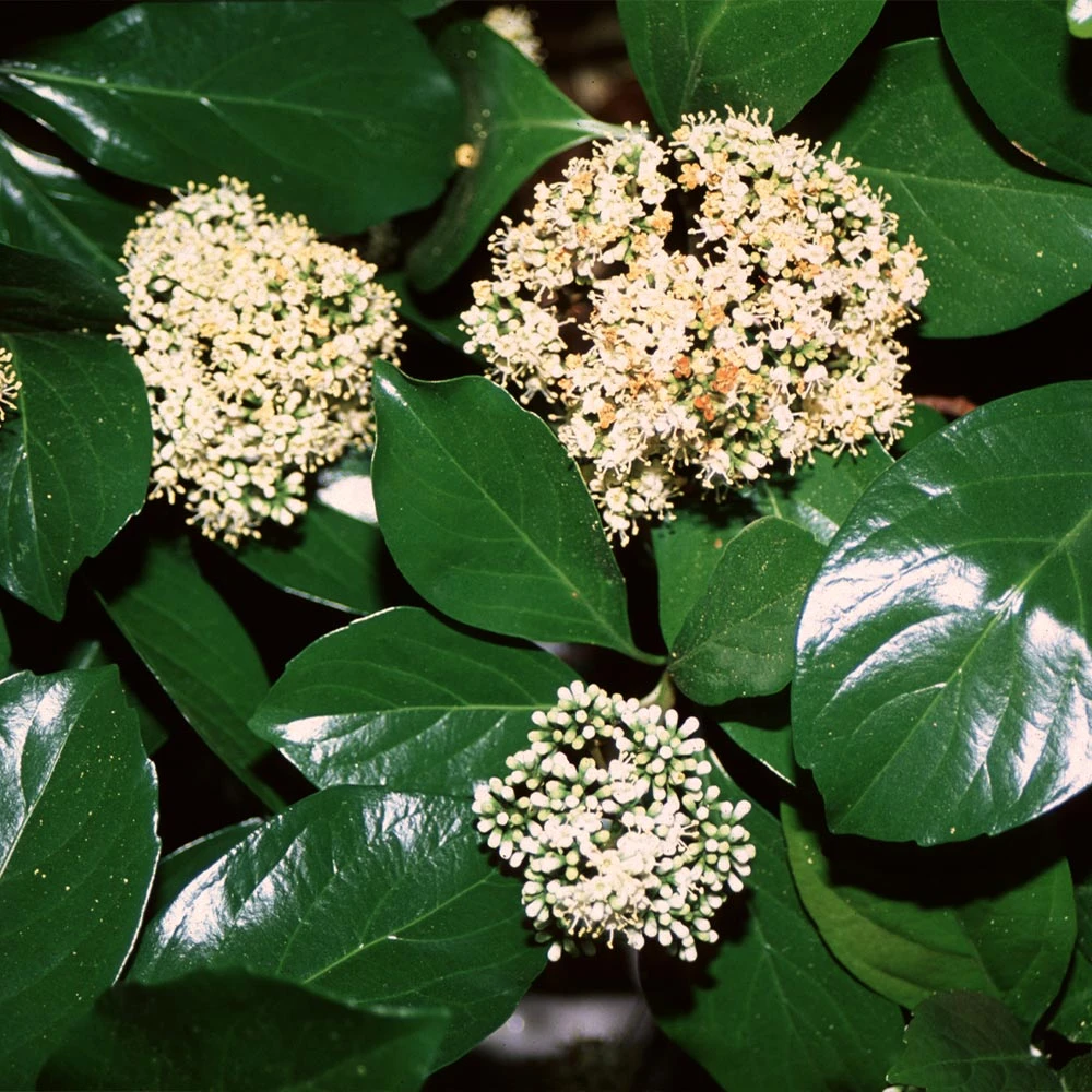 Chindo Sweet Viburnum Shrub 4 Chindo Sweet Viburnum Shrub - Image 2