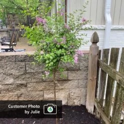 Dwarf Korean Lilac Tree -Green Plant Store CPB DwarfKoreanLilacTree Julie ugc test