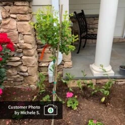 Dwarf Korean Lilac Tree -Green Plant Store CPB DwarfKoreanLilacTree MicheleS ugc test