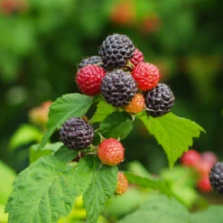Cumberland Black Raspberry -Green Plant Store CUmberland Black RAspberry 1 FGT