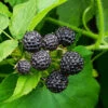 Cumberland Black Raspberry - USDA Organic -Green Plant Store CUmberland Black RAspberry FGT 600x600 f44fb0ec 58e7 4e5a 852b 12bec7d932ce