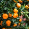 Calamondin Bush 2 Calamondin Bush -Green Plant Store Calamondin2 Bush FGT 600x600 9e8d15f8 b498 4030 97e9 1ec6aaff2b96