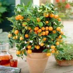 Calamondin Bush 9 Calamondin Bush -Green Plant Store Calamondin Bush 1