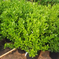 Calamondin Bush 11 Calamondin Bush -Green Plant Store Calamondin Bush 7