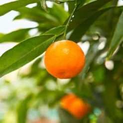 California Honey Mandarin Tree -Green Plant Store California Mandarin 3
