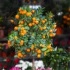 California Honey Mandarin Tree -Green Plant Store California Mandarin FGT 600x600 916c5935 1e01 4487 a634 987a74a0da2b