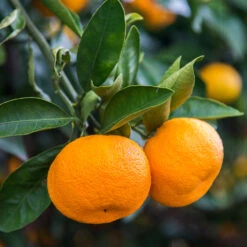 Calamondin Tree -Green Plant Store Calomondin 4 BB 86a33d74 f6d8 4d96 be1b 5a213babf3c2