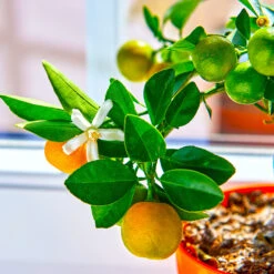 Calamondin Tree -Green Plant Store Calomondin 5