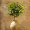 Calamondin Tree 1 Calamondin Tree -Green Plant Store Calomondin FGT 600x600 61fc6ceb be3a 471b 85e2 cdcd99c89a7d