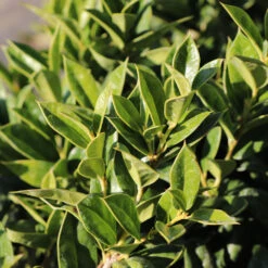 Carissa Holly 7 Carissa Holly -Green Plant Store Carissa Holly 2