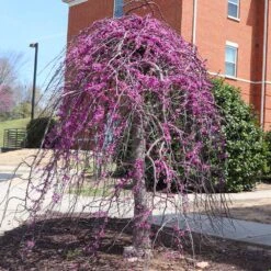Cascading Hearts Redbud Tree -Green Plant Store CascadingHEarts Redbud 4