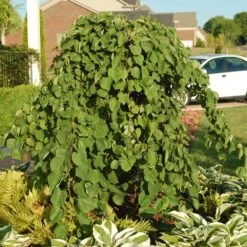 Cascading Hearts Redbud Tree -Green Plant Store Cascading Hearts Redbud 2
