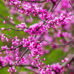 Cascading Hearts Redbud Tree -Green Plant Store Cascading Hearts Redbud 3