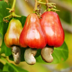 Cashew Tree 13 Cashew Tree -Green Plant Store Cashew Nut Tree 7
