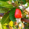 Cashew Tree -Green Plant Store Cashew Nut Tree FGT 600x600 ae50f6a6 ab86 49a6 a9b6 65c6a211e420