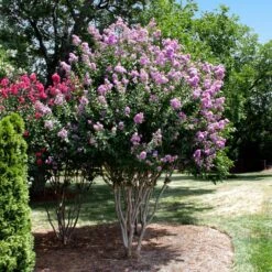 Catawba Crape Myrtle Tree -Green Plant Store Catawba Crape Myrtle 4 FGT