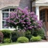 Catawba Crape Myrtle Tree 2 Catawba Crape Myrtle Tree -Green Plant Store Catawba Crape Myrtle FGT 600x600 66b50869 8d4b 4805 a639 1cb85f8da0d9