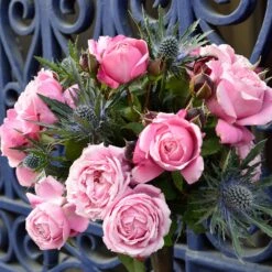 Cathedral Bells Rose -Green Plant Store Cathedral Bells Rose Tree 2