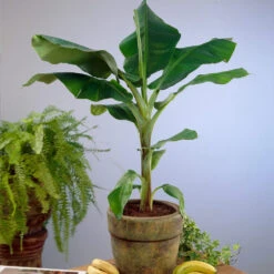 Smoothie Kit 12 Smoothie Kit -Green Plant Store Cavendish Banana 4 d5d43398 d2c2 4a90 8865 0f7abee58540