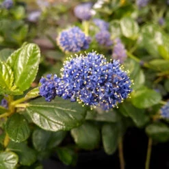 Yankee Point California Lilac -Green Plant Store Ceanothus Yankee Point 1
