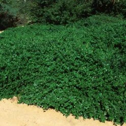 Yankee Point California Lilac -Green Plant Store Ceanothus Yankee Point 5