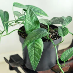 Cebu Blue Pothos 8 Cebu Blue Pothos -Green Plant Store Cebu Blue Pothos 1