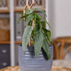 Cebu Blue Pothos 9 Cebu Blue Pothos -Green Plant Store Cebu Blue Pothos 3