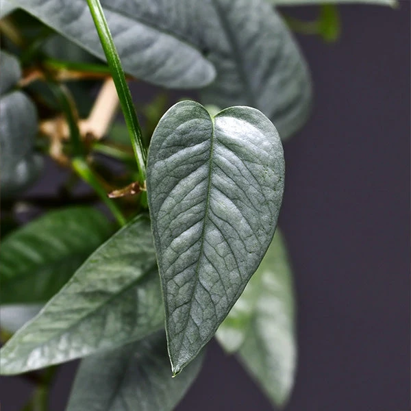 Cebu Blue Pothos 3 Cebu Blue Pothos