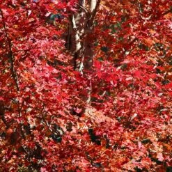 Celebration Maple Tree -Green Plant Store Celebration Maple 2 FGT