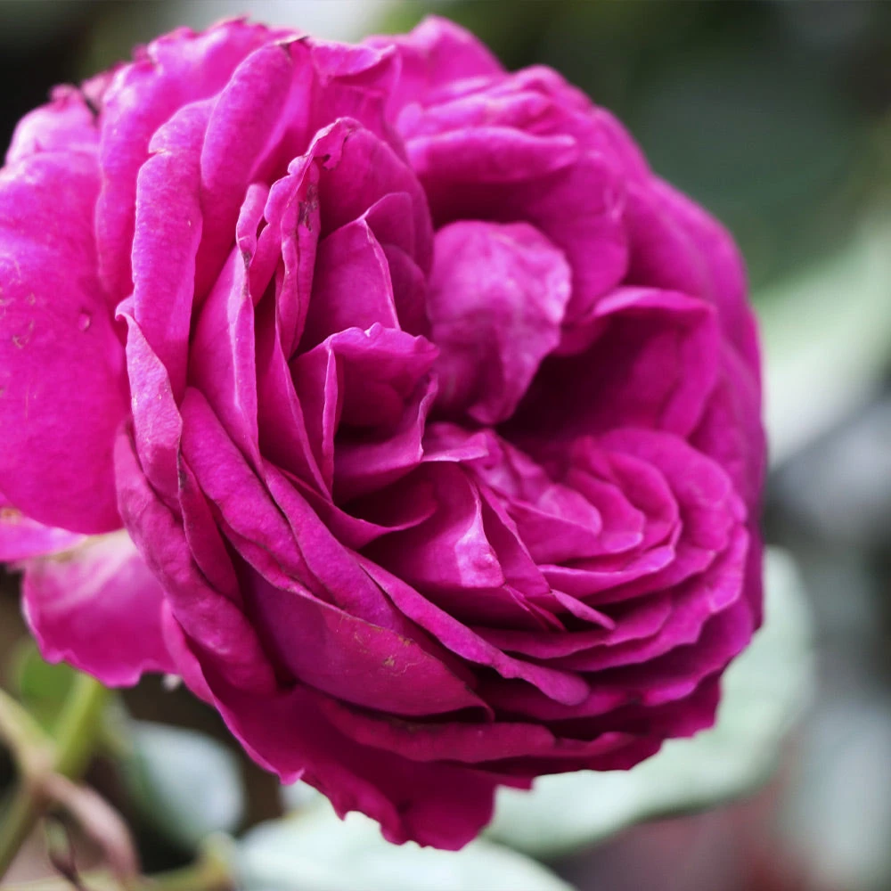 Celestial Night™ Rose Tree 6 Celestial Night™ Rose Tree - Image 4