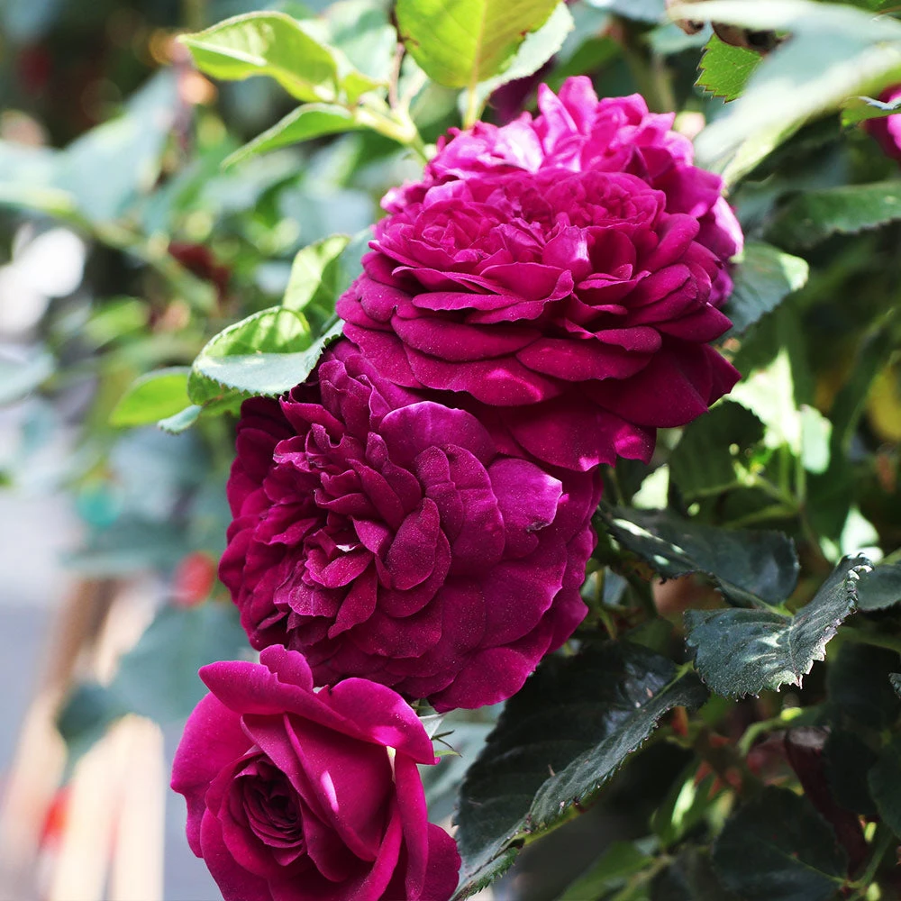 Celestial Night™ Rose Tree 4 Celestial Night™ Rose Tree - Image 2