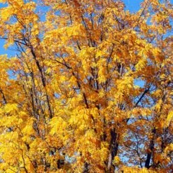 Chandler Walnut Tree -Green Plant Store Chandler Walnut 1
