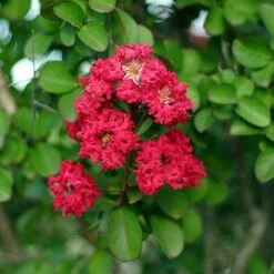 Cherokee Crape Myrtle -Green Plant Store Cherokee Crape Myrtle Closeup D1 450