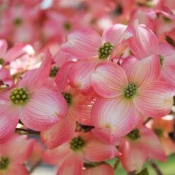 Cherokee Brave Dogwood -Green Plant Store Cherokee Brave Dogwood 3 FGT