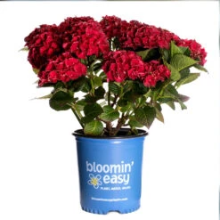 Cherry-Go-Round™ Hydrangea -Green Plant Store Cherry Go Round Hydrangea 3