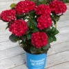 Cherry-Go-Round™ Hydrangea 2 Cherry-Go-Round™ Hydrangea -Green Plant Store Cherry Go Round Hydrangea 600x600 9a8c82c4 43ce 437a bba8 038e66559434
